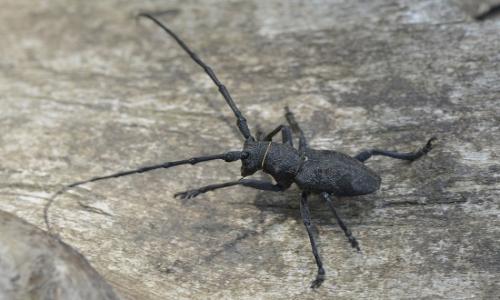 Morimus asper